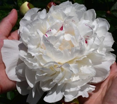 Festiva Maxima DSC_0286_235UPR jas_result